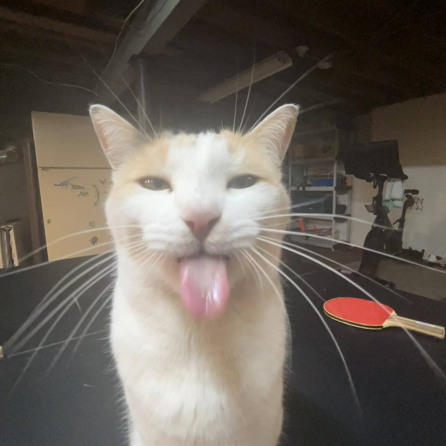 picture of a silly car